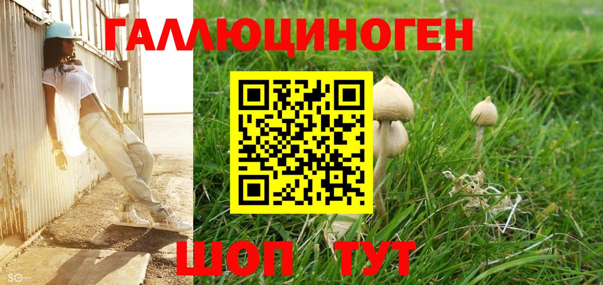 Галлюциногенные грибы Psilocybe Калуга